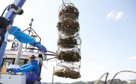 かき小屋広田湾の冷凍むき身牡蠣 500g×1袋 加熱調理用 【 かき カキ 海産物 魚介類 小分け 料理 カキフライ 鍋 】 RT2871
