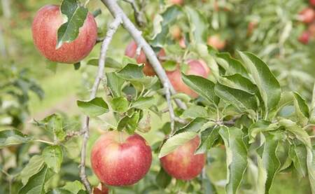 【果汁100%】 ストレートりんごジュース 1L×1本 完熟ふじ使用 りんごジュース