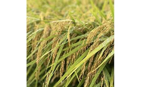 令和7年産 新米 たかたのゆめ 玄米 20kg まーちゃんファーム 冷めてもおいしい お弁当 おにぎり