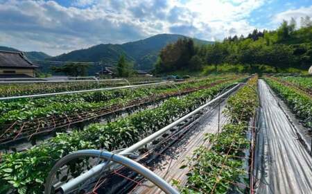 【先行予約】 長ねぎ(土付き)  約1kg 【 ねぎ 長ネギ 白ねぎ 根深ねぎ 産地直送 新鮮 料理 野菜 岩手県 陸前高田市 】 2025年11月下旬から発送予定 RT2727