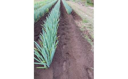【先行予約】 長ねぎ(土付き)  約1kg 【 ねぎ 長ネギ 白ねぎ 根深ねぎ 産地直送 新鮮 料理 野菜 岩手県 陸前高田市 】 2025年11月下旬から発送予定 RT2727