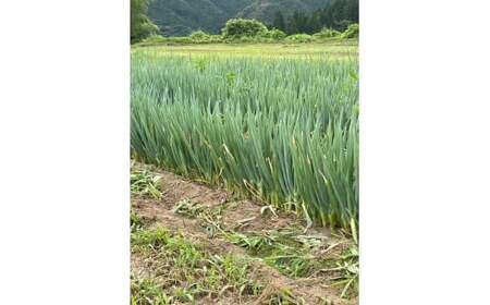 【先行予約】 長ねぎ(土付き)  約1kg 【 ねぎ 長ネギ 白ねぎ 根深ねぎ 産地直送 新鮮 料理 野菜 岩手県 陸前高田市 】 2025年11月下旬から発送予定 RT2727
