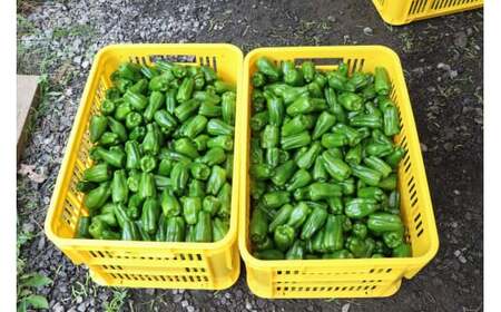 先行予約 訳ありピーマン 5kg 野菜 大容量 ピーマン