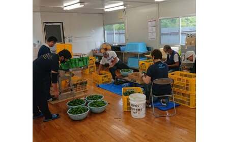 先行予約 訳ありピーマン 5kg 野菜 大容量 ピーマン