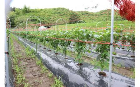 先行予約 訳ありピーマン 10kg 野菜 大容量 ピーマン
