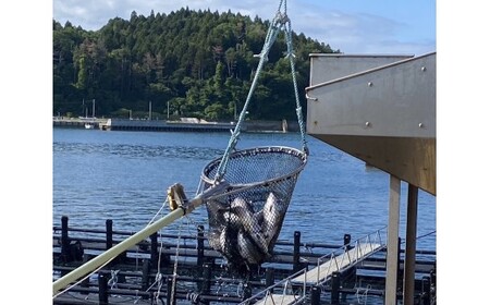 【先行予約】 陸前高田サーモン まるごと1本 約2.5kg前後 【 鮭 さけ しゃけ サーモン ブランド 冷蔵 刺身 寿司 大容量 】2026年5月中旬頃から発送予定 RT2859