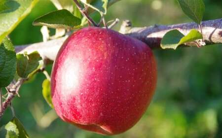 ★りんごの王様★ サンふじ入り食べ比べBOX ( 家庭用 小玉) 8個入り りんご