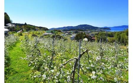★りんごの王様★ サンふじ入り食べ比べBOX ( 家庭用 小玉) 8個入り りんご
