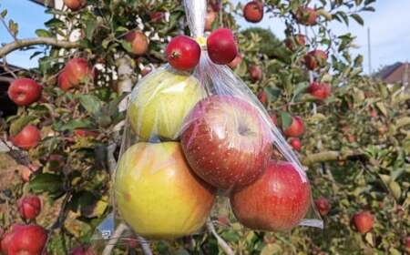 ★品種おまかせ★ 食べ比べが楽しい！ 旬の 小玉 りんご 2種類 8個入り (家庭用) 【 リンゴ 林檎 産地直送 訳あり セット 詰め合わせ ギフト 】 RT3027