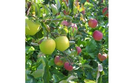 【100箱限定】 先行予約 米崎りんご サンふじ入り2品種以上食べ比べBOX 3kg りんご