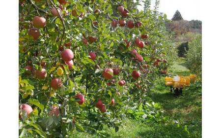 【訳あり品】 勝ち残った涙のサンふじ 3kg 【 りんご サンふじ 旬 産地直送 岩手 陸前高田 】 RT2688