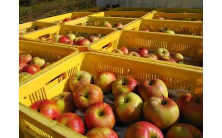 【訳あり品】 勝ち残った涙のサンふじ 5kg 【 りんご サンふじ 旬 産地直送 岩手 陸前高田 】 RT2689