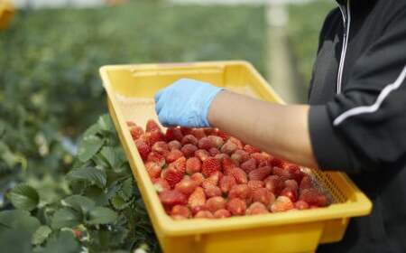 いちご 紅ほっぺ 約400g 朝獲れ新鮮 いちご