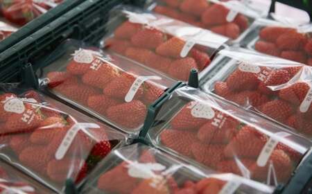 いちご 紅ほっぺ 約800g(200g×4パック) 朝獲れ新鮮 いちご