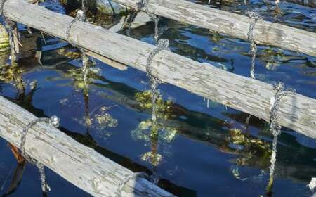 【訳あり/数量限定】 殻付き生牡蠣 約3kg 生食 冷蔵 三陸産 牡蠣