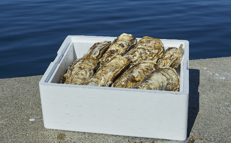【訳あり/数量限定】 殻付き生牡蠣 約3kg 生食 冷蔵 三陸産 牡蠣