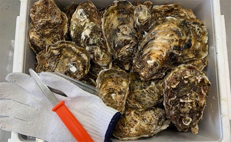 【期日指定可】マルテン水産の殻付き牡蠣30個