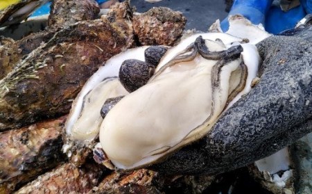 【先行予約】鈴木さん家のむき身牡蠣Mサイズ１kg【2022年11月前半～4月前半発送】