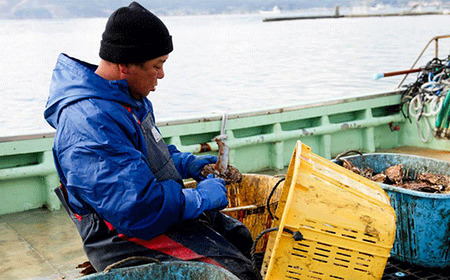 牡蠣のガンガン焼きとむき身セット 〈殻付き牡蠣8個&むき身牡蠣150g〉