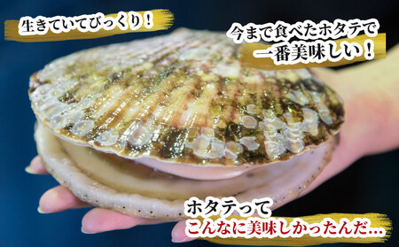 fn-39-026 泳ぐホタテ 特大20枚 ヤマキイチ商店 刺身 海鮮 貝