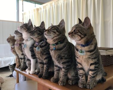 fn-36-001 猫ちゃんが大好きな方必見!『保護猫アンドゥ』フリータイムチケット3枚セット 動物 ペット