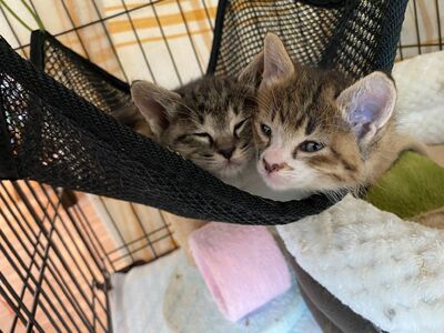 fn-36-001 猫ちゃんが大好きな方必見!『保護猫アンドゥ』フリータイムチケット3枚セット 動物 ペット