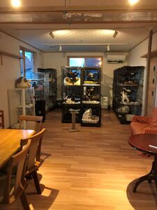 fn-36-001 猫ちゃんが大好きな方必見!『保護猫アンドゥ』フリータイムチケット3枚セット 動物 ペット