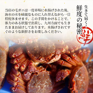 fn-40-014【出荷前にお電話します！】 活毛ガニ 2杯 (430g～530g×2) 三陸産【令和8年2月上旬～4月頃お届け】ヤマコー片桐鮮魚店