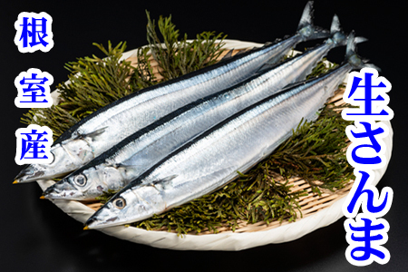 [12月21日決済分まで年内配送]【北海道根室産】冷凍生さんま5尾×2P G-76001