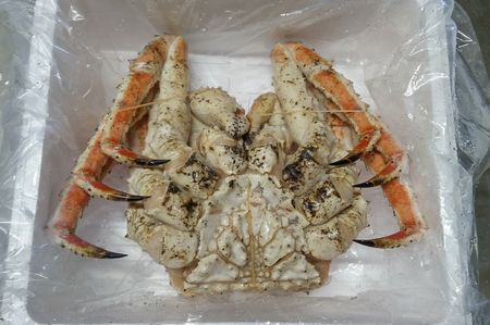 [12月21日決済分まで年内配送]本タラバガニ2.3kg前後×1尾 E-57006