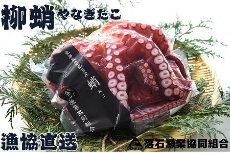 【北海道根室産】柳蛸ボイル8杯(計8.5kg) E-20005