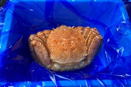 毛がに800g前後×1尾 C-21009