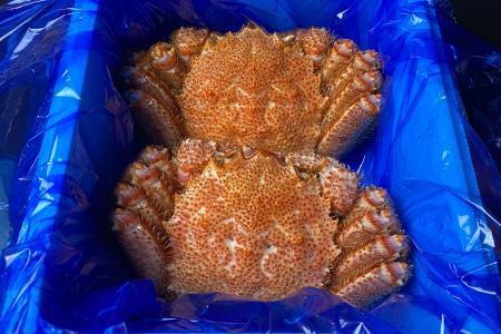 毛がに800g前後×2尾 D-21010