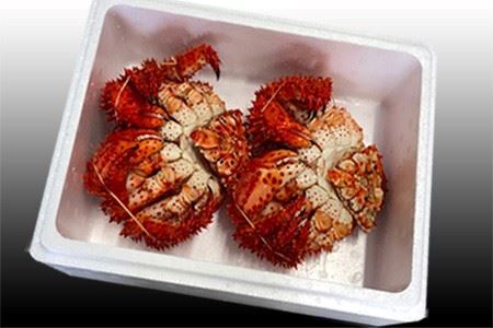 [12月21日決済分まで年内配送]【北海道根室産】花咲かに500前後～650g前後×2尾 B-30002