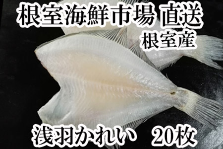 【北海道根室産】根室海鮮市場[直送]一夜干し浅羽かれい20枚 A-28059