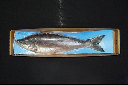 [鮭匠ふじい]紅鮭新巻鮭1.2kg A-42007