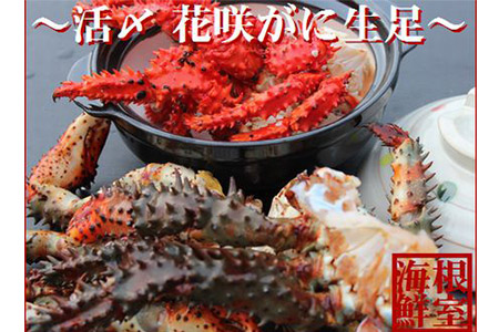 【12/31決済分まで1月中配送】 【北海道根室産】活〆花咲ガニ生足600g A-57020