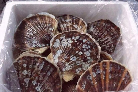 [12月21日決済分まで年内配送]＼漁業者応援品／【北海道根室産】活ホタテ貝 2kg前後 詰合せ A-57030