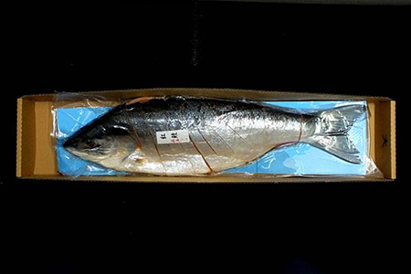 [鮭匠ふじい]紅鮭新巻鮭1.9kg B-42009