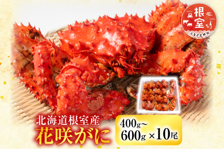 【北海道根室産】花咲かに400～600g×10尾 D-36007