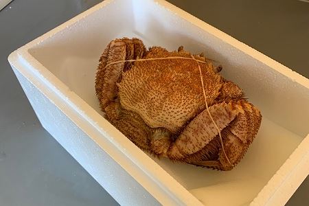 毛がに550～750g×1尾 C-60012