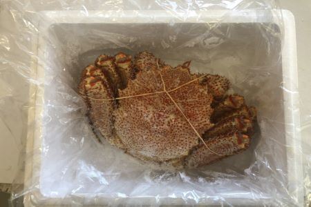 【12/31決済分まで1月中配送】 【北海道根室産】ボイル毛蟹600g~1kg×1尾 B-27009