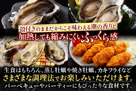 【年内配送可】【北海道根室産】貝付き牡蠣80個[11月上旬以降発送] D-54008