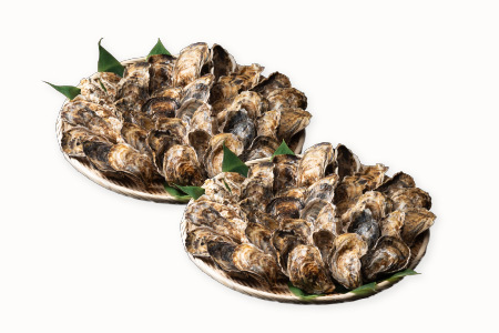 【年内配送可】【北海道根室産】貝付き牡蠣80個[11月上旬以降発送] D-54008