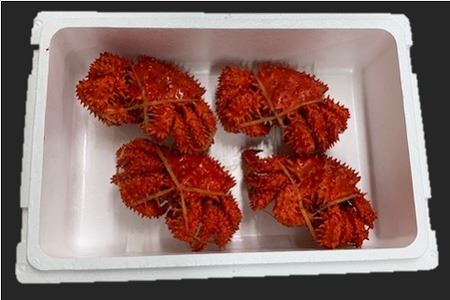 【北海道根室産】花咲がに姿350～450g×4尾 A-01041