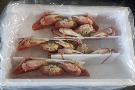 ずわい蟹600g×5尾 D-66014