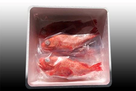 【北海道根室産】キチジ(キンキ・めんめ)×3~5尾(下処理済) C-36070