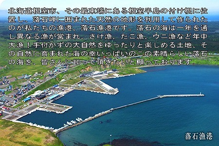 【北海道根室産】北海しまえび250g×2P A-20001