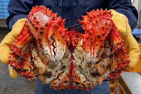 【12/31決済分まで1月中配送】 花咲ガニボイル冷凍1.5kg前後×1尾 D-89002