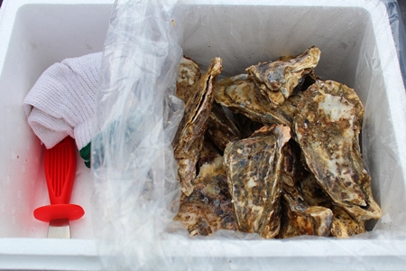 【12/31決済分まで1月中配送】 【北海道根室産】殻付カキ90~120g×24個 C-57036